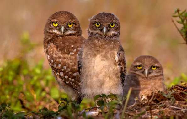 Picture look, background, owl, bird, socket, Chicks, mother, owlet