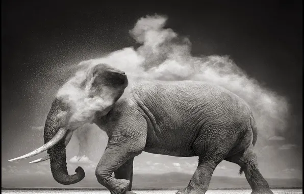 Picture elephant, dust, b/W