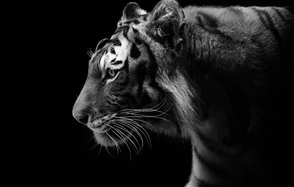 Tiger, the dark background, predator, profile, black and white, wild cat