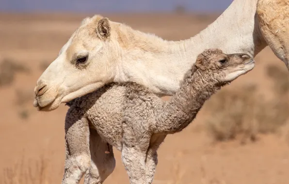 Wallpaper nature, background, camels images for desktop, section