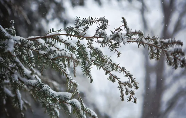 Winter, macro, snow, needles, branch, needles