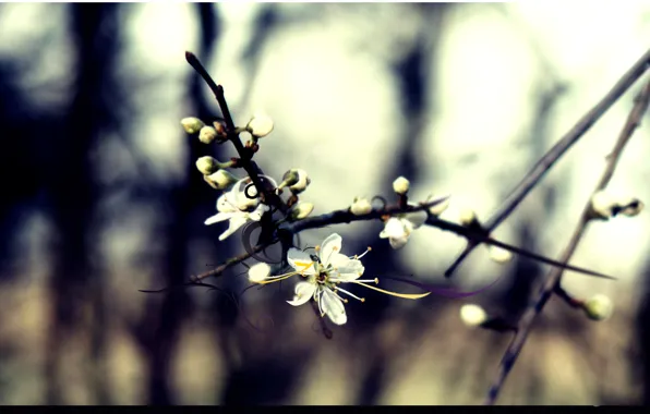 Picture forest, line, cherry, branch, flowering