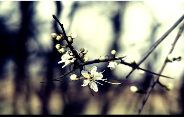 Forest, line, cherry, branch, flowering