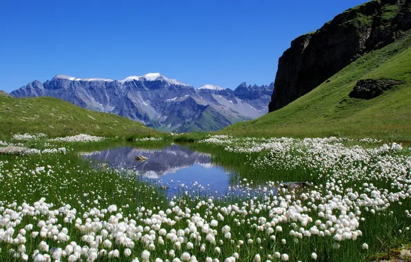 Picture field, flowers, lake, white, Austria