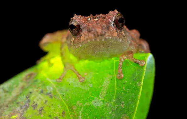 Picture frog, Frog, Philautus petersi