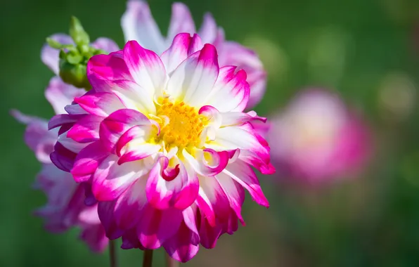 Macro, nature, petals, dahlias