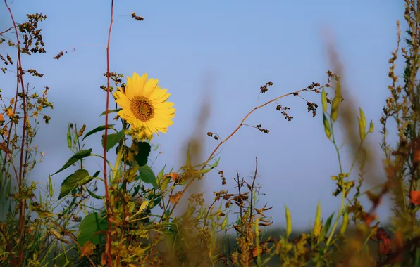 The sky, macro, sunflowers, flowers, plant