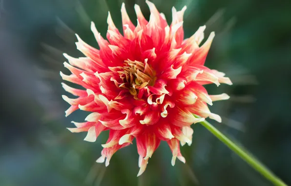 Picture macro, petals, Dahlia