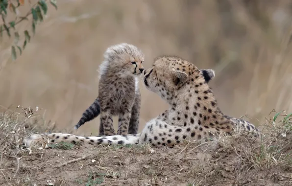 Nature, background, cheetahs