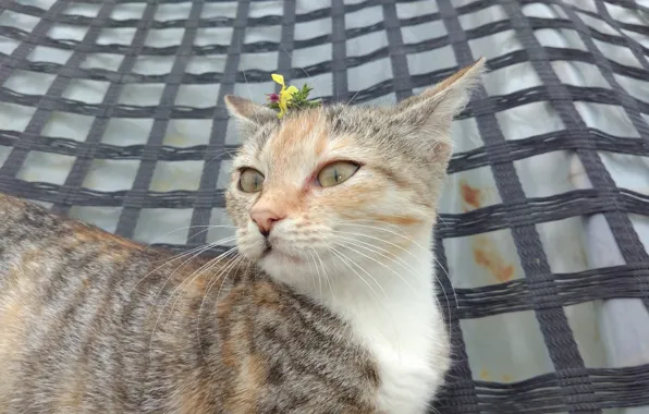 Kitty, kitty, Meduzanol ©