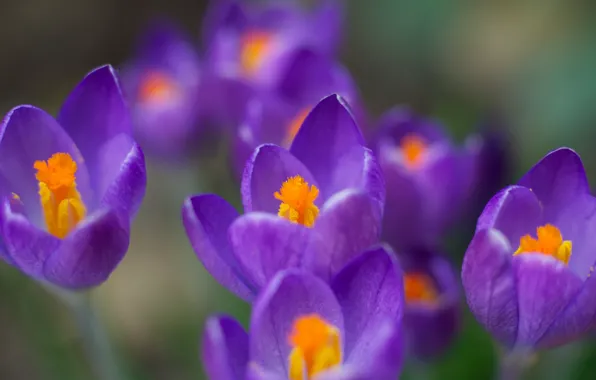 Macro, flowers, color, spring, purple, crocuses