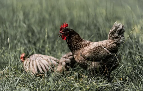 Grass, birds, chicken, pair, evil, chicken, bokeh, cock