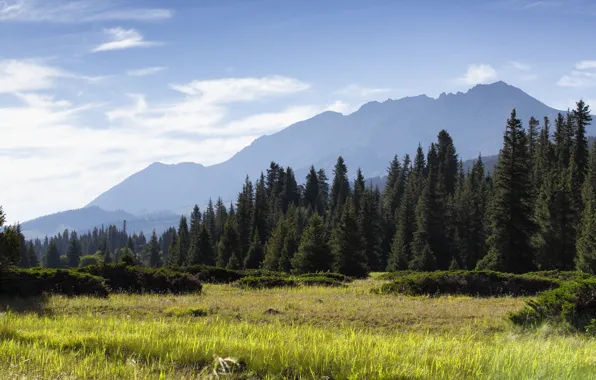 Picture field, forest, summer, the sky, grass, clouds, mountains, fog