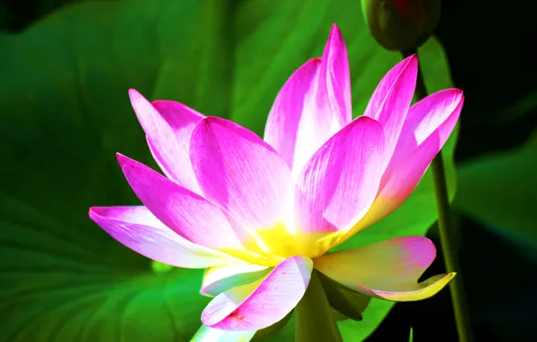 Leaves, macro, nature, petals, Lotus