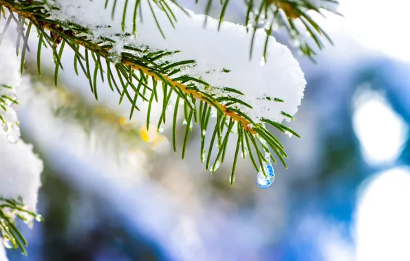 Picture winter, drops, macro, snow, tree, spruce, nature, hq Wallpapers