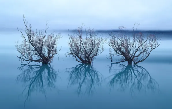 Reflection, trees, nature, lake