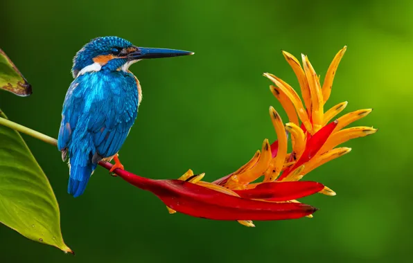 Picture nature, flower, bird, stem, tropics, Kingfisher