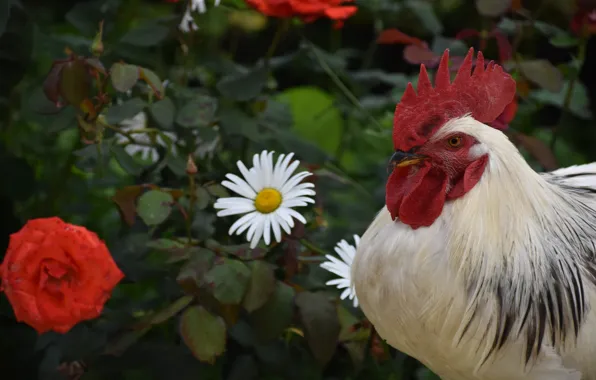 Picture white, flowers, the dark background, bird, roses, chamomile, garden, cock