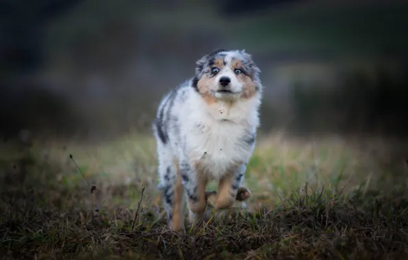 Field, autumn, grass, joy, dog, running, puppy, walk