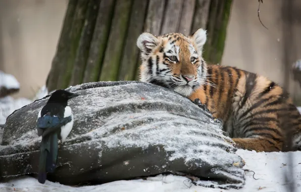Picture winter, snow, tiger, bird, tiger