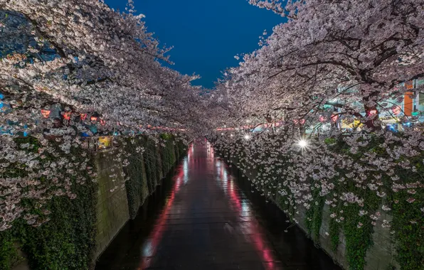 Spring, Japan, Sakura, Tokyo, the Meguro river
