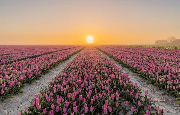 Field, the sun, light, flowers, dawn, morning, tulips, pink