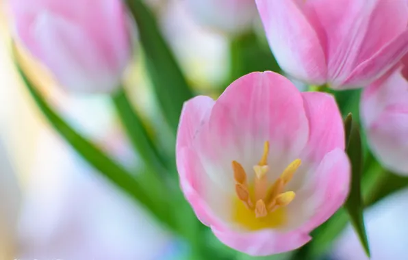 Picture macro, bouquet, spring, tulips, pink