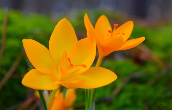 Picture Crocuses, Crocuses, Yellow crocuses, yellow crocuses