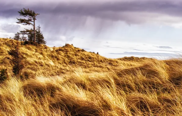 Field, landscape, Canada, British Columbia