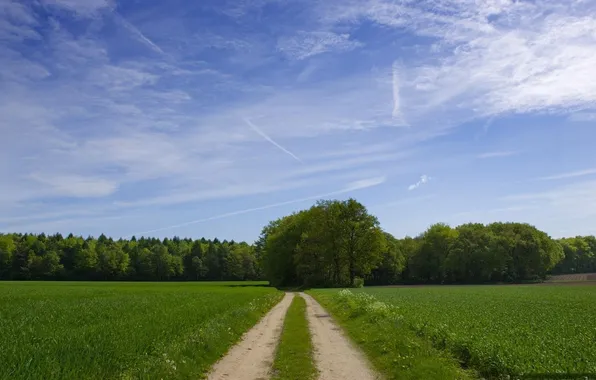 Road, greens, forest, summer