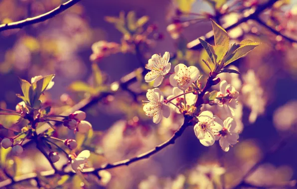 Picture flower, spring, twig
