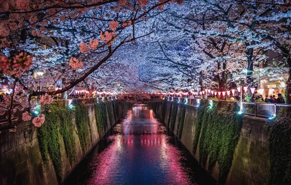 Light, flowers, night, the city, lights, people, spring, Japan