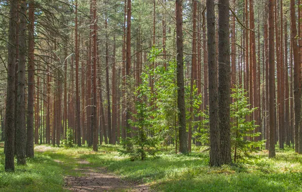 Picture forest, trees, landscape, nature, spruce