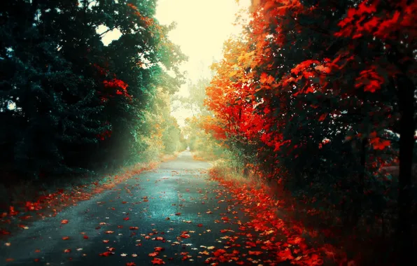 Road, autumn, leaves, light