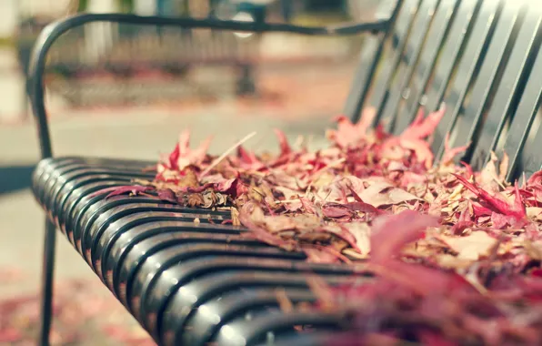 Autumn, leaves, macro, bench, background, widescreen, Wallpaper, shop
