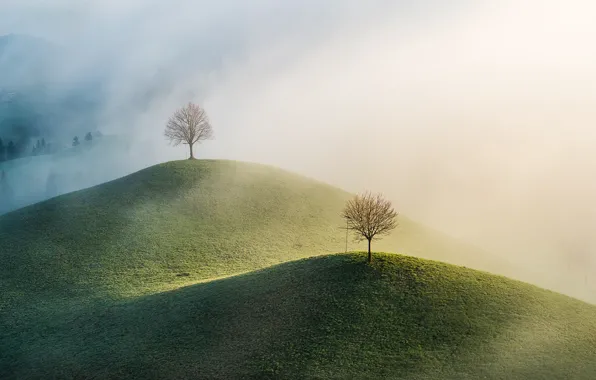 Trees, hills, Nature landscape