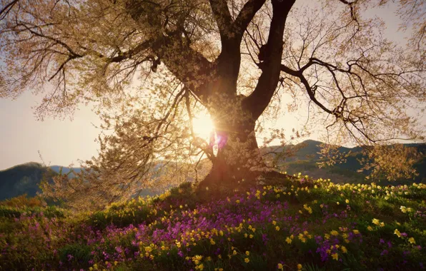 The sun, light, trees, flowers, nature, color, spring