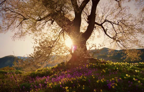 The sun, light, flowers, nature, tree, color, Spring