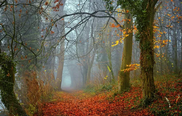 Autumn, forest, trees, nature, fog, foliage, morning, Radoslaw Dranikowski