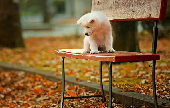 Bench, puppy, Akita inu, autumn Park