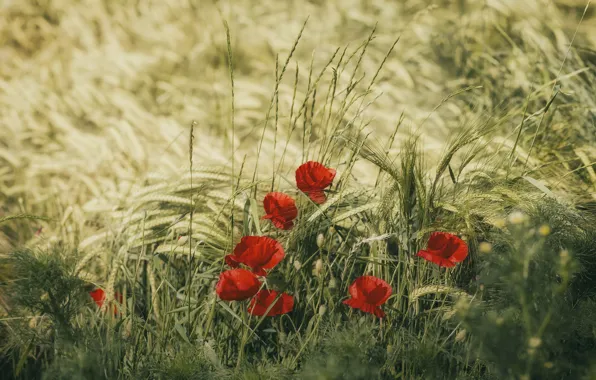 Field, flowers, rye, Maki, red, ears, rye field