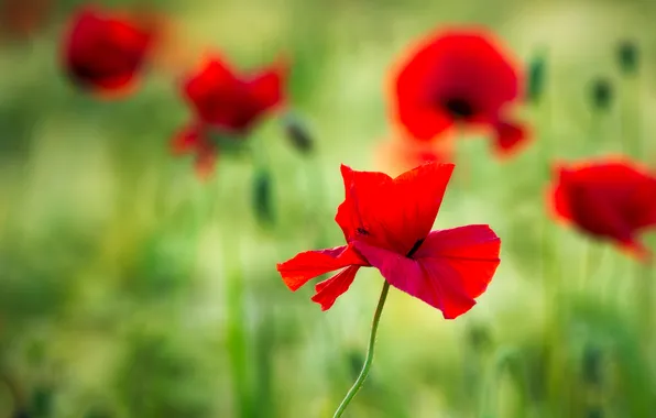 Flowers, Mac, Maki, red, bokeh