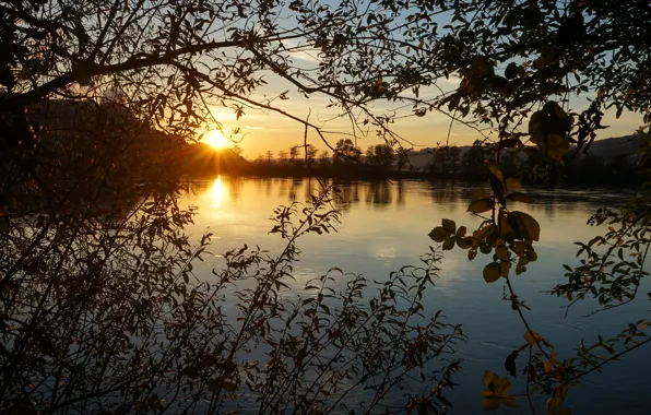 The sky, grass, leaves, the sun, rays, light, sunset, branches