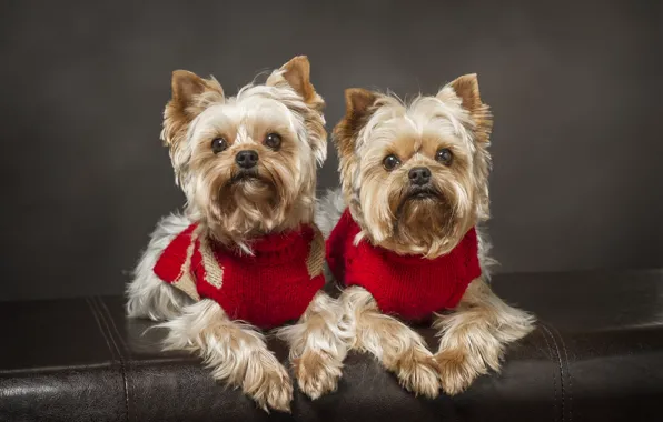 Dogs, a couple, twins, Yorkshire Terrier