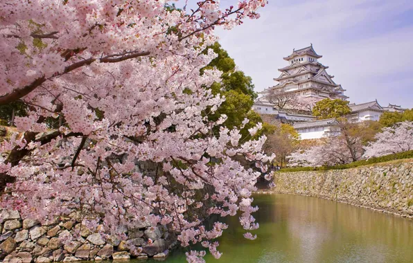 Spring, Japan, Sakura, flowering, Himeji Castle, Castle of the white Heron