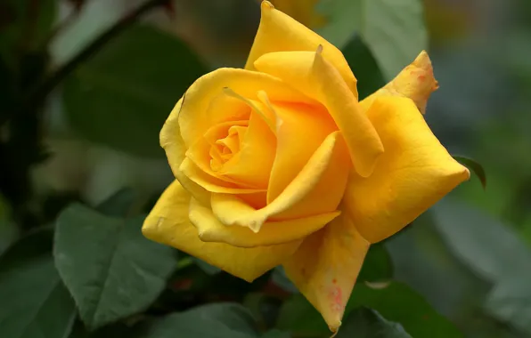 Rose, petals, Bud, yellow rose