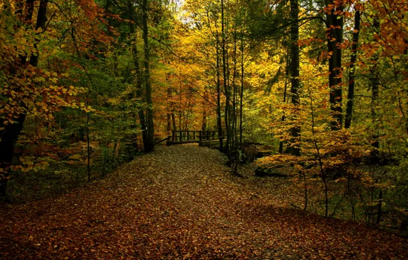 Picture autumn, forest, foliage, trail, colors, track, forest, the bridge