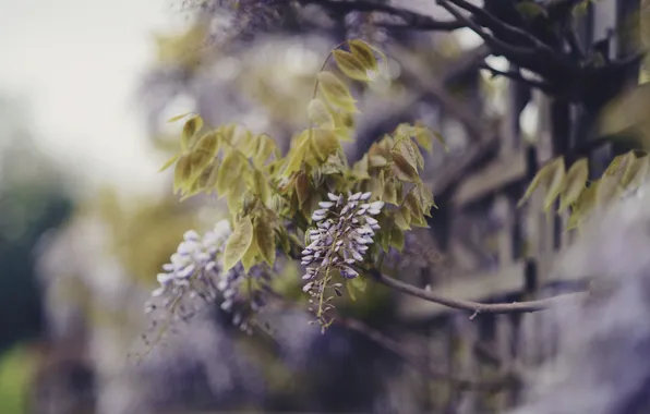 Flowers, branches, nature, the fence, blur, green, lilac