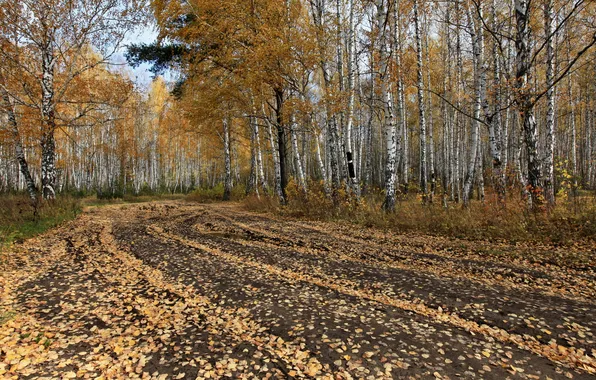 Road, autumn, forest, trees