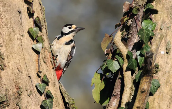 Leaves, bird, woodpecker